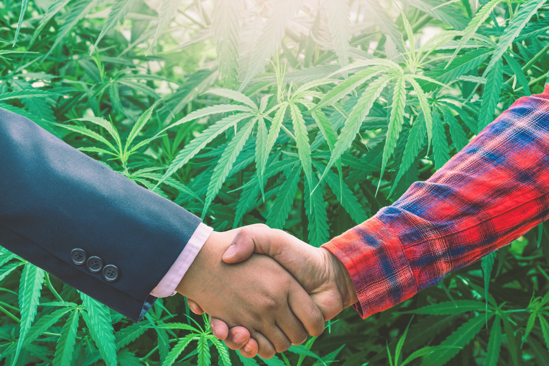Oklahoma Cannabis Brokerage Services Honest Roots Brokerage